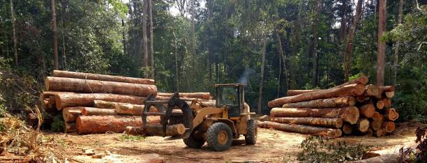 Reliable Lansford, PA Tree Care Solutions